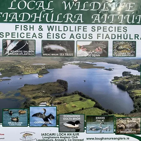 Ivy Lane * Loughanure