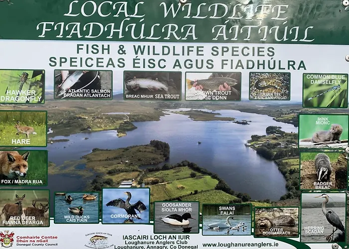 Ivy Lane * Loughanure